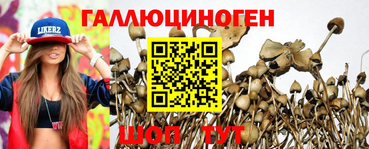 Псилоцибиновые грибы Cubensis Спасск-Дальний